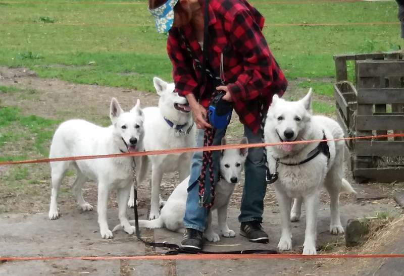 weisser Schferhund von den Grenzgngern