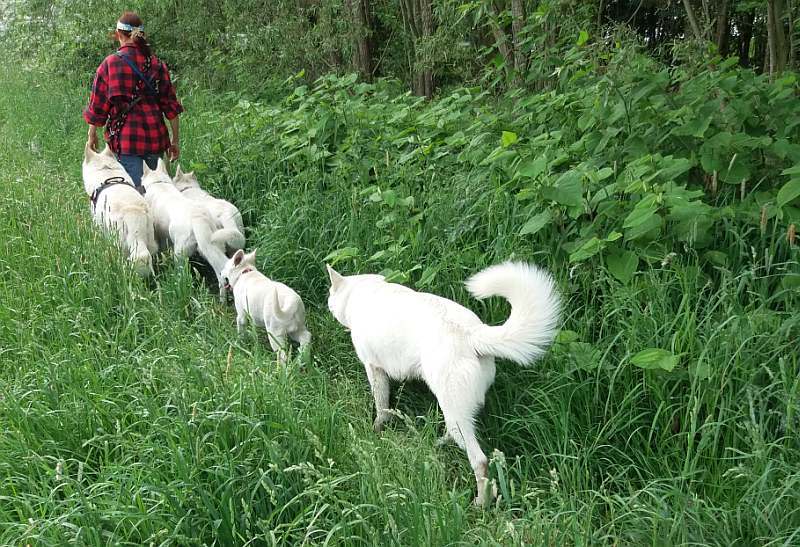 weisser Schferhund von den Grenzgngern