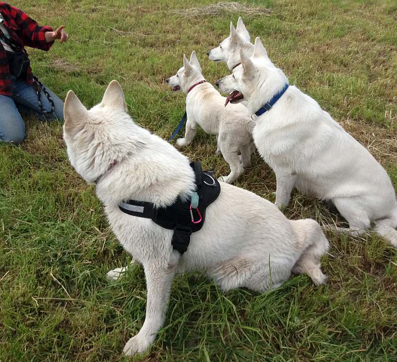 weisser Schferhund von den Grenzgngern