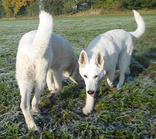 Spiegelung, Synchron, Wintermorgen, 