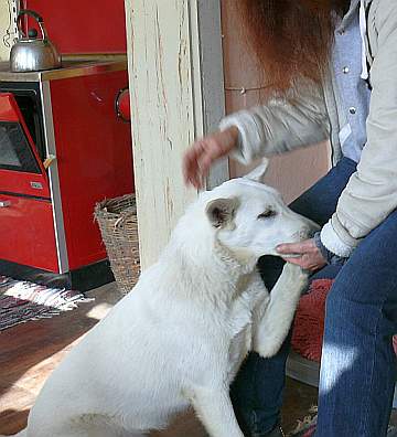 Hund nuschelt rum