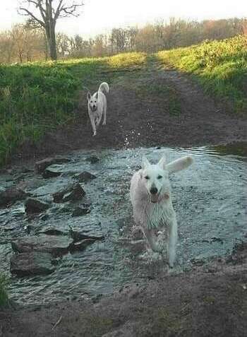 Weisser Schferhund spurtet durch den Bach ....