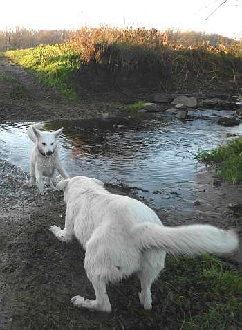 weisser Schferhund wehrt ab