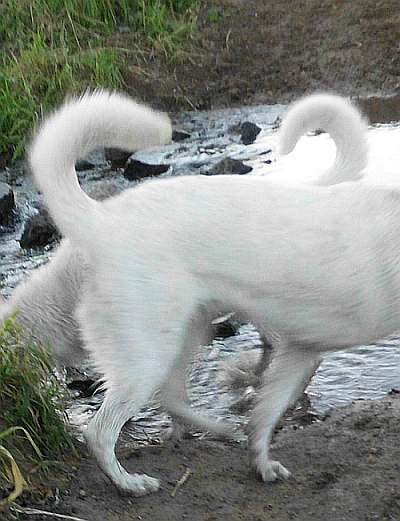 Spiegelung, Synchronitt, 