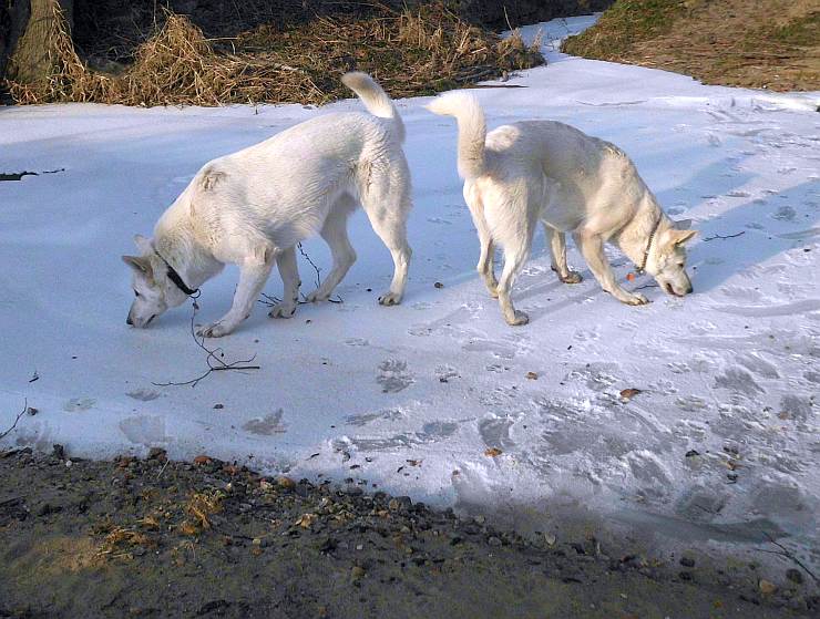 Winter 2012 weisse Schferhunde auf dem Eis