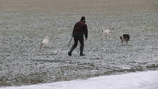 auf gehts, spurten, losrennen, Hunde toben, laufen