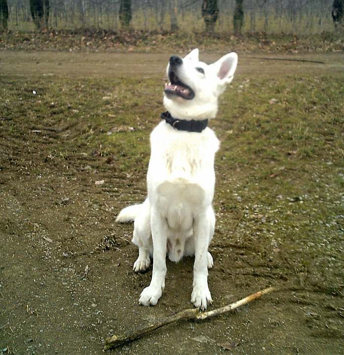 Bruno - weisser Schferhund von den Grenzgngern
