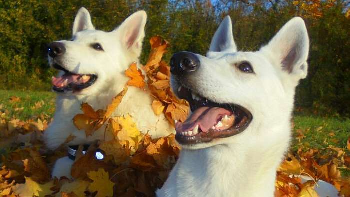 weisser Schferhundwelpe