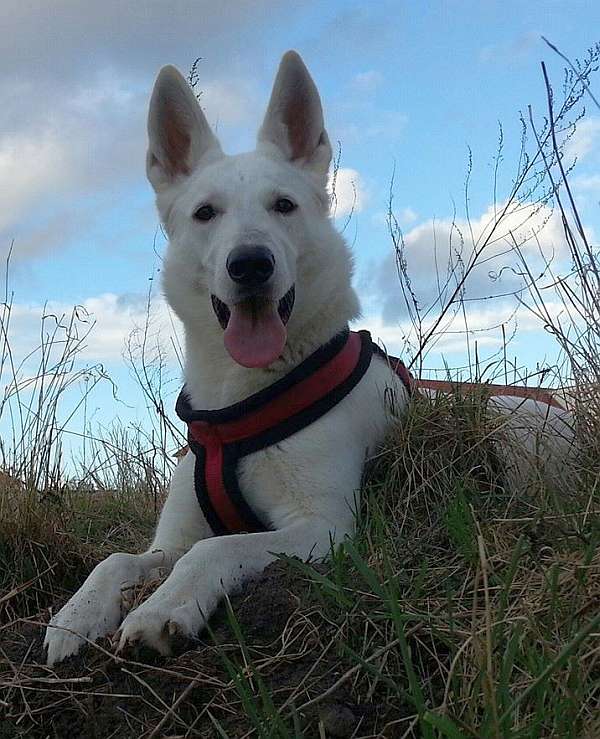 Alina, weisser Schferhund von den Grenzgngern