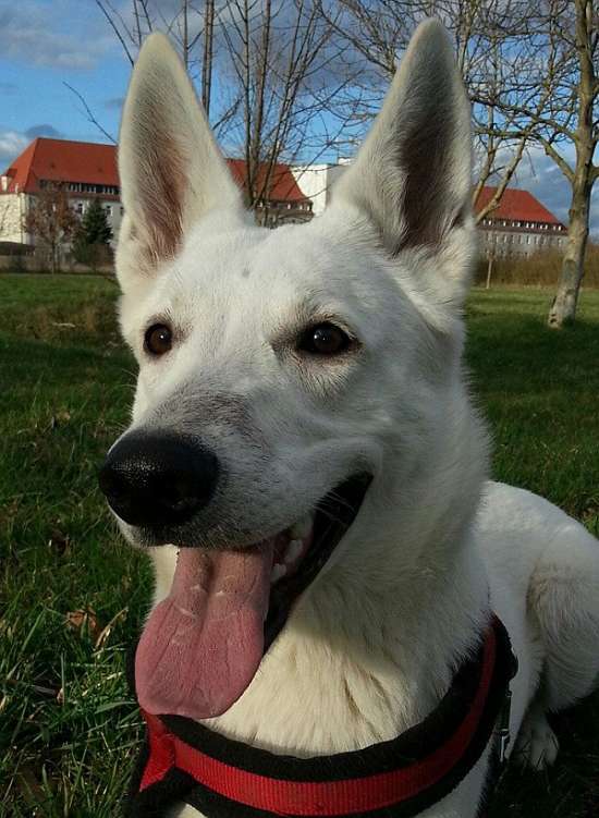 Alina, weisser Schferhund von den Grenzgngern