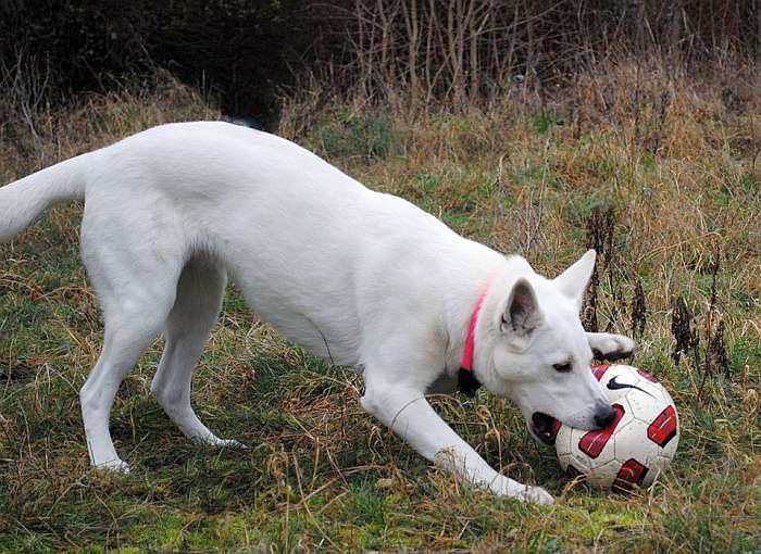 weisser Schferhund