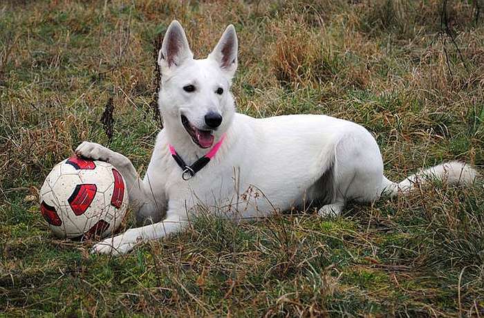 weisser Schferhund