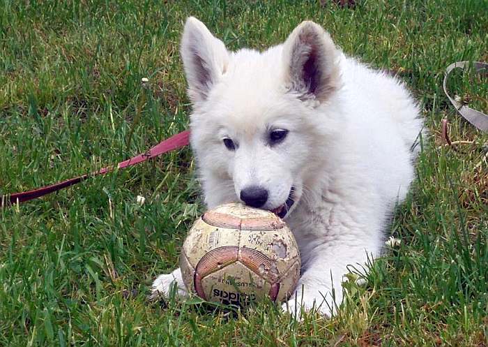 wei?sser Schferhund - die Grenzgnger