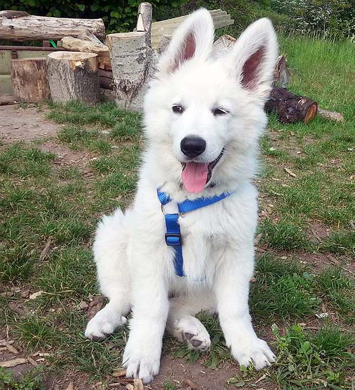 wei?sser Schäferhund - die Grenzgänger