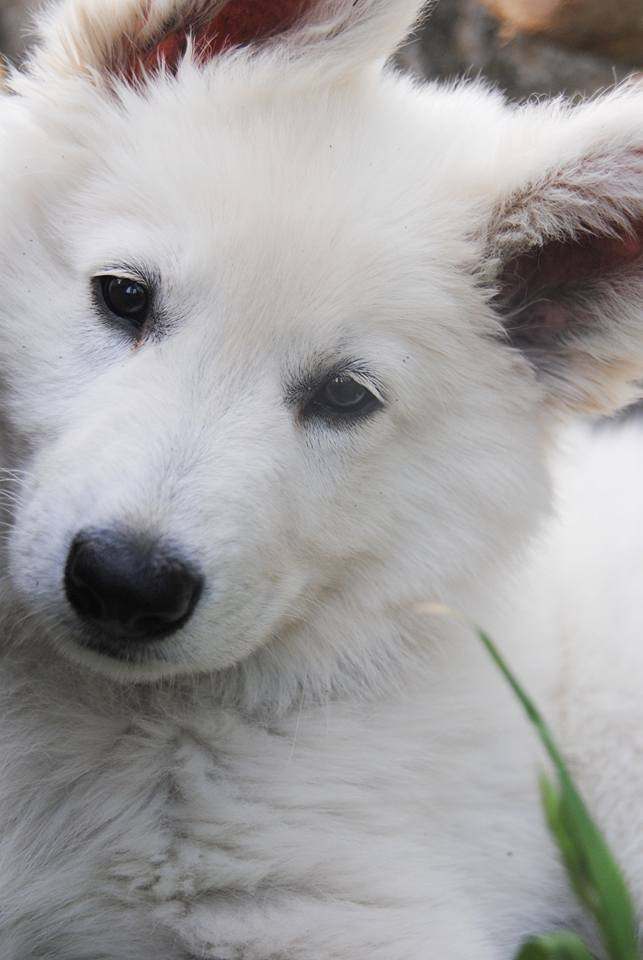 wei?sser Schäferhund - die Grenzgänger