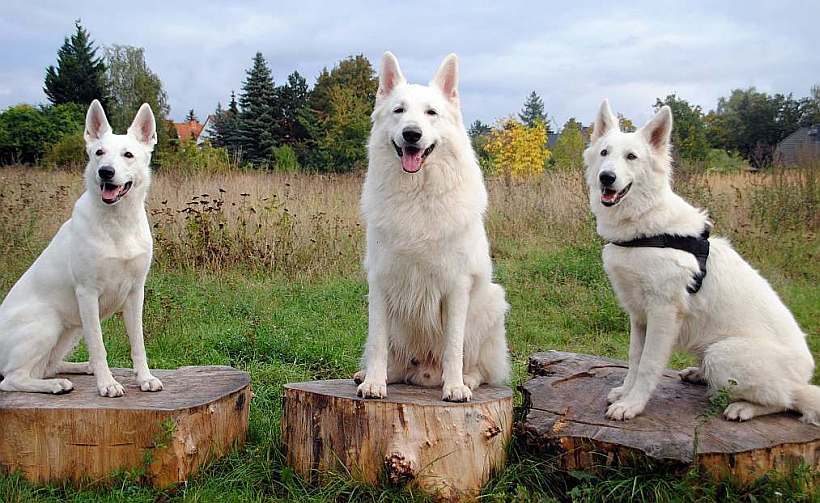 weisser Schäferhund von den Grenzgängern