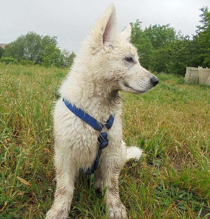 wei?sser Schäferhund - die Grenzgänger