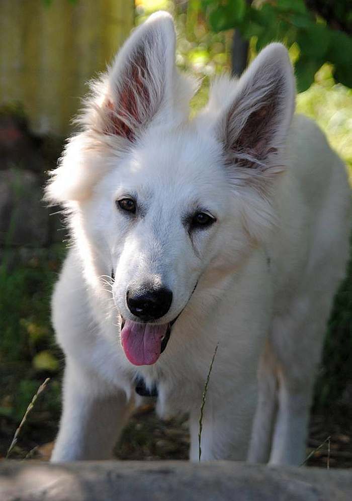 weisser Schäferhund - die Grenzgänger