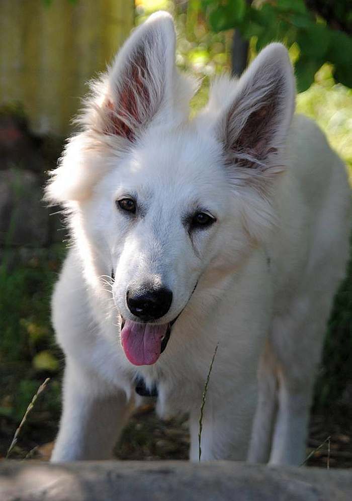 weisser Schferhund - die Grenzgnger