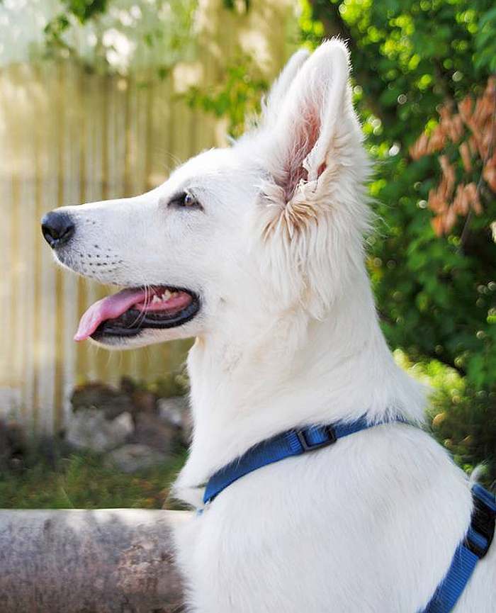 weisser Schäferhund - die Grenzgänger