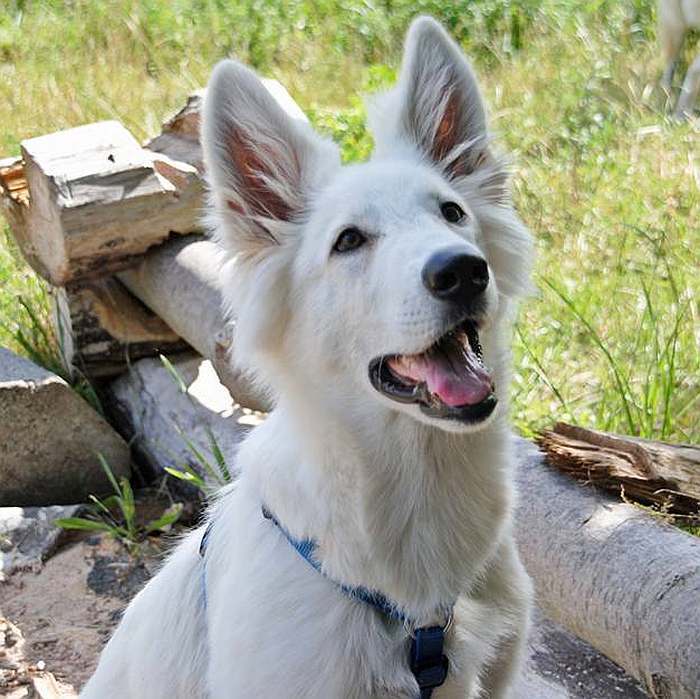 weisser Schäferhund - die Grenzgänger