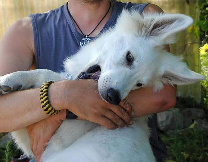 weisser Schäferhund - die Grenzgänger