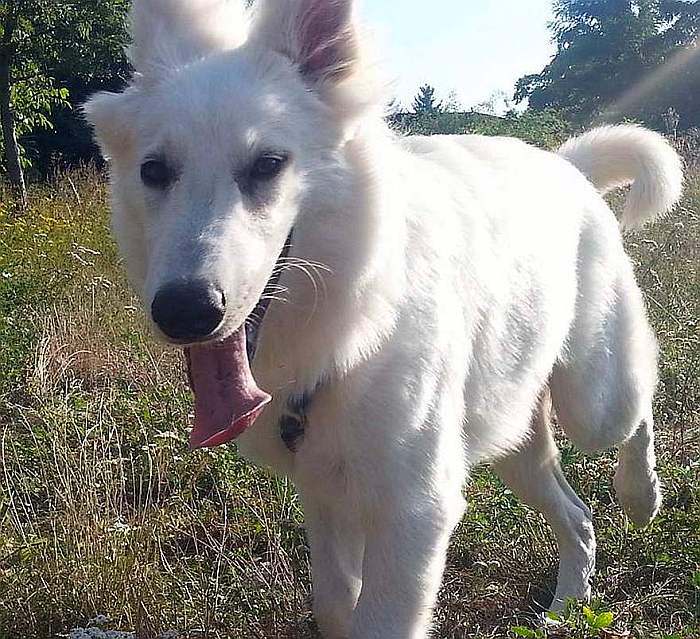 weisser schäferhundwelpe von den Grenzgängern
