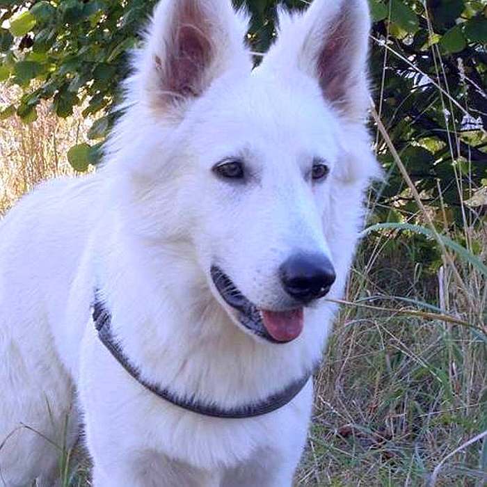 weisser schäferhundwelpe