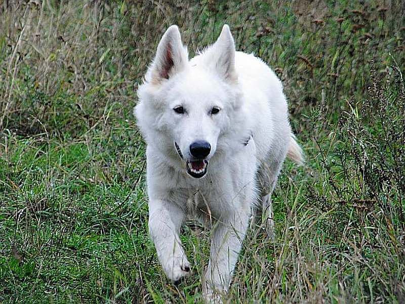 weisser Schäferhund von den Grenzgängern