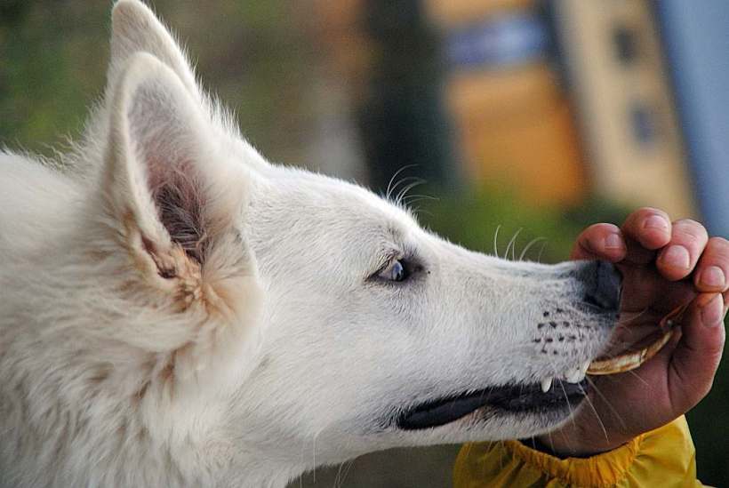 weisser Schäferhund von den Grenzgängern