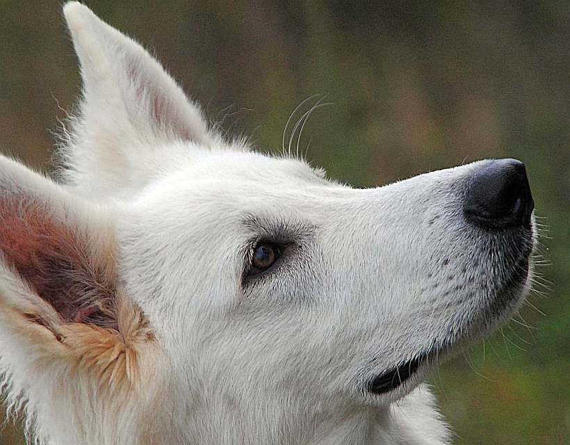 weisser Schäferhund von den Grenzgängern