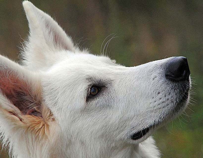 weisser Schferhund von den Grenzgngern