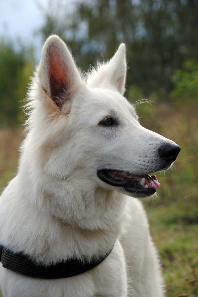 weisser Schäferhund von den Grenzgängern