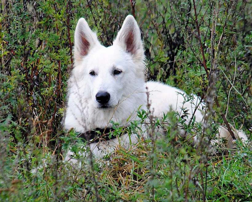 weisser Schäferhund von den Grenzgängern