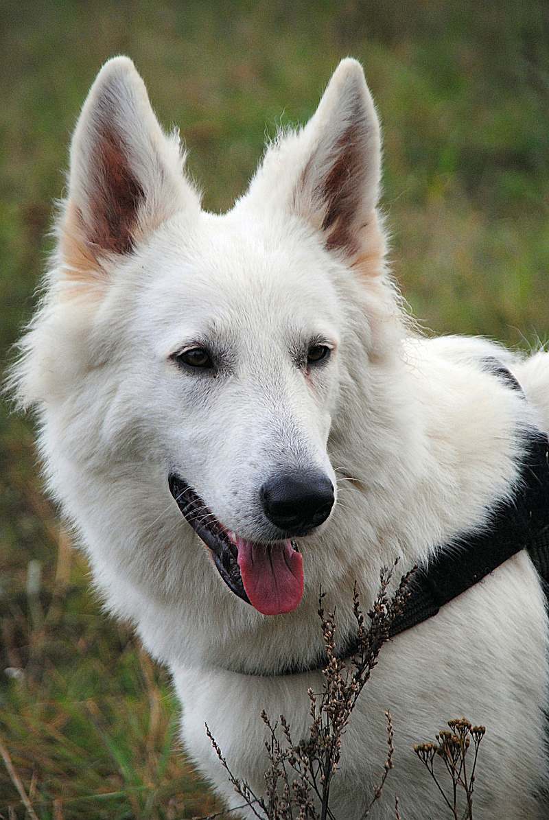 weisser Schäferhund von den Grenzgängern