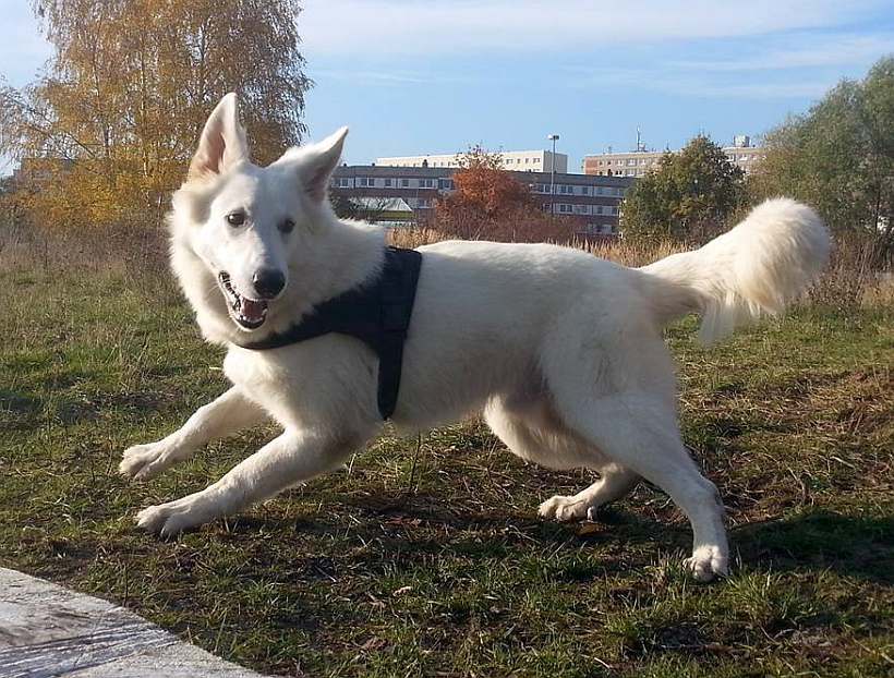 weisser Schäferhund von den Grenzgängern