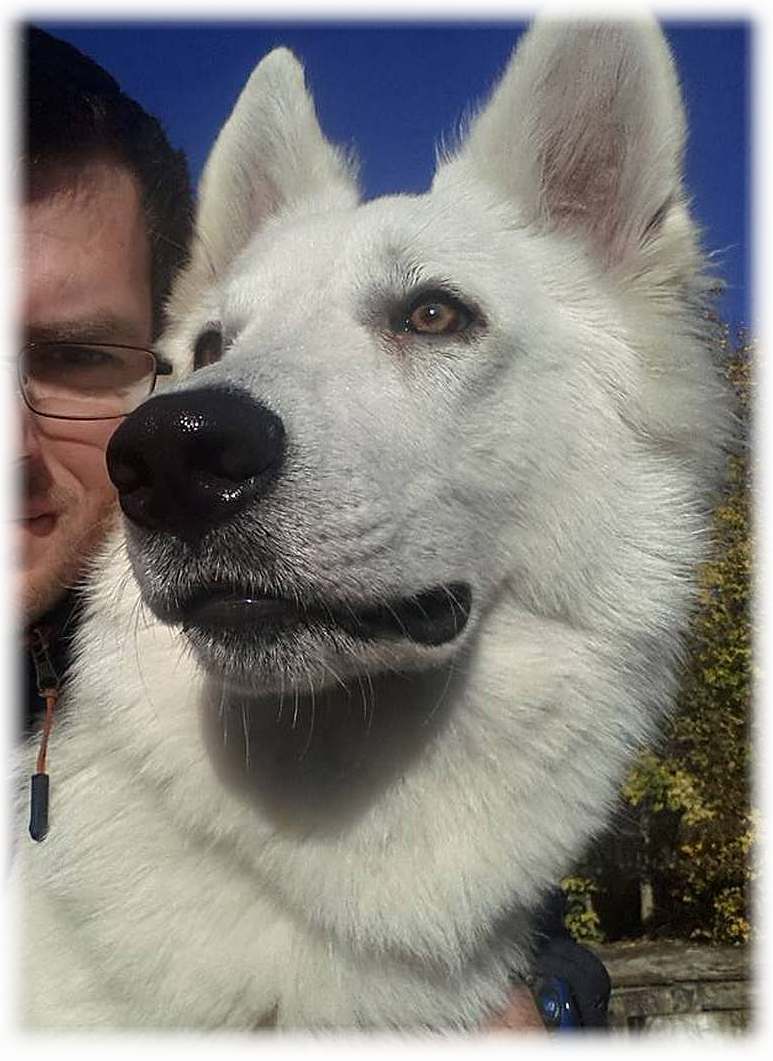 weisser Schäferhund von den Grenzgängern