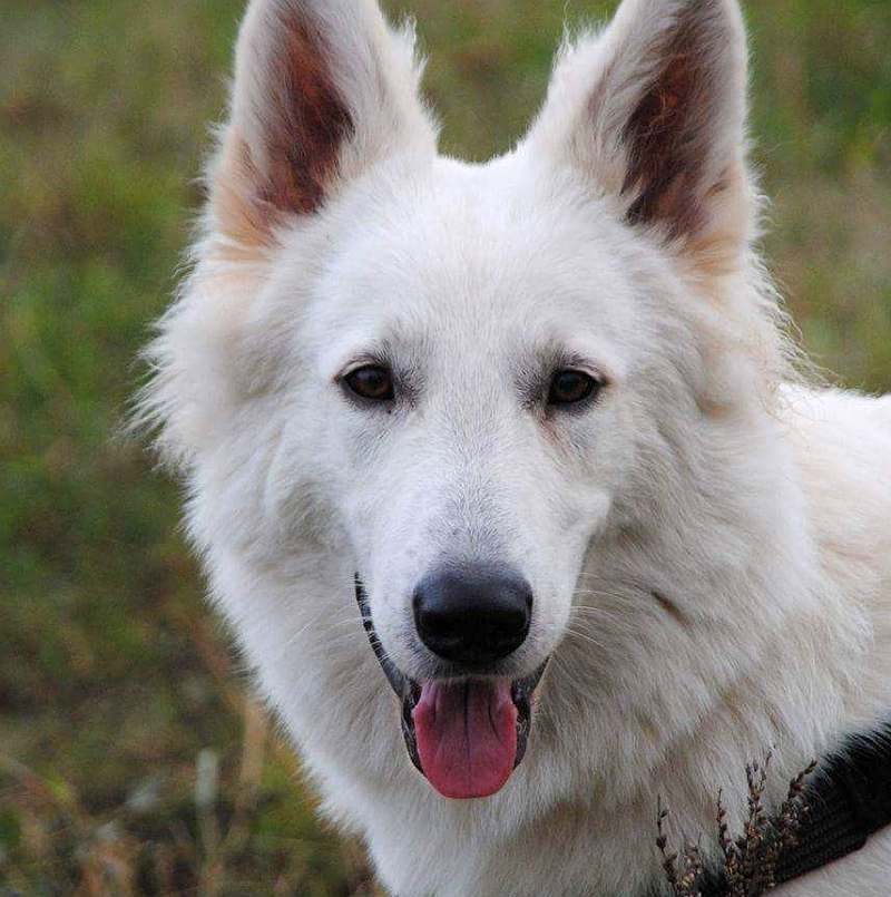 weisser Schäferhund von den Grenzgängern