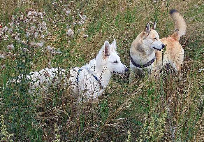 weisser Schäferhund - die Grenzgänger