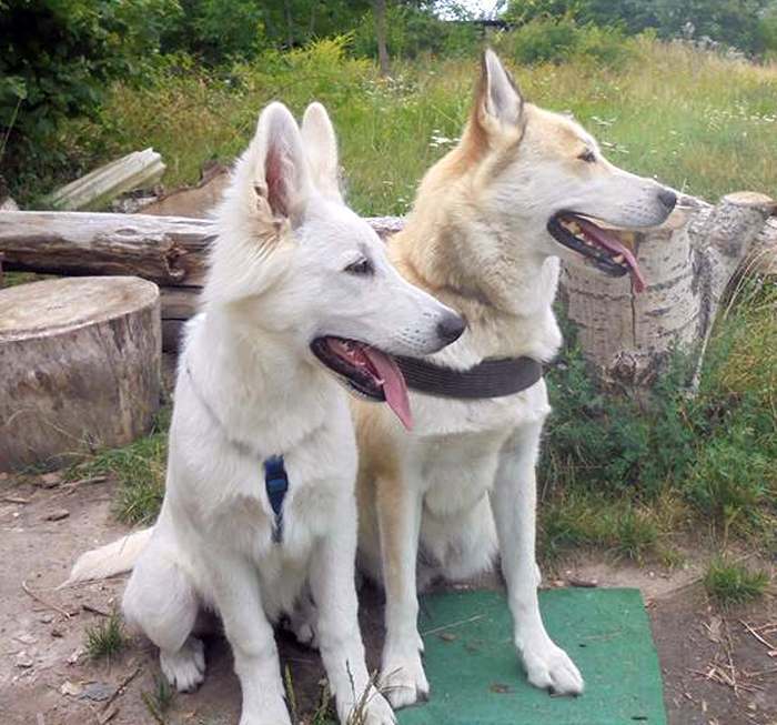 weisser Schäferhund - die Grenzgänger