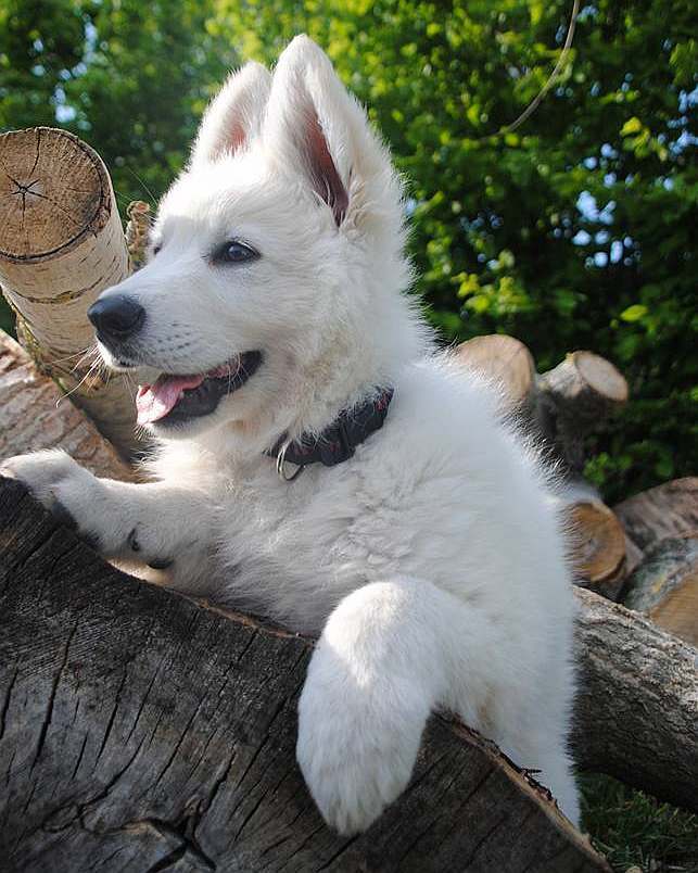 wei?sser Schferhund - die Grenzgnger