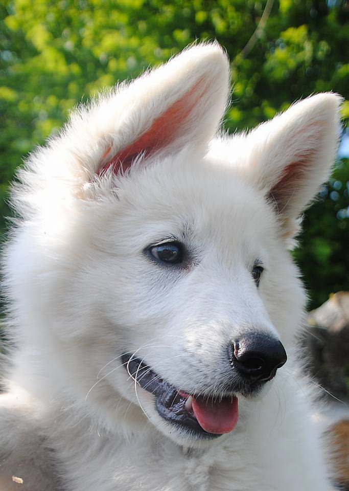wei?sser Schäferhund - die Grenzgänger