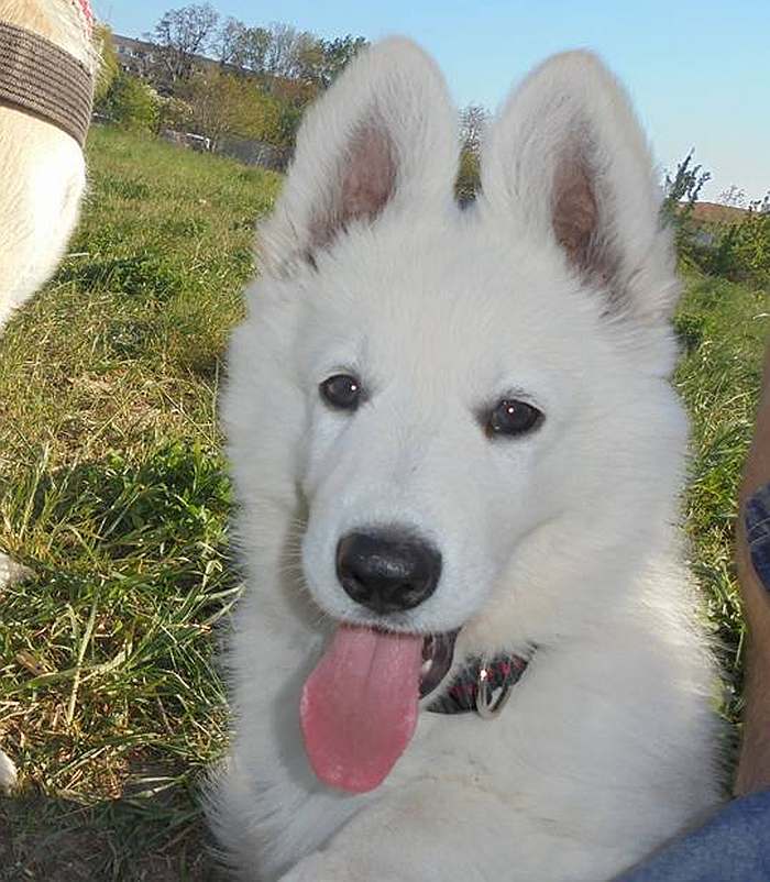 wei?sser Schäferhund - die Grenzgänger