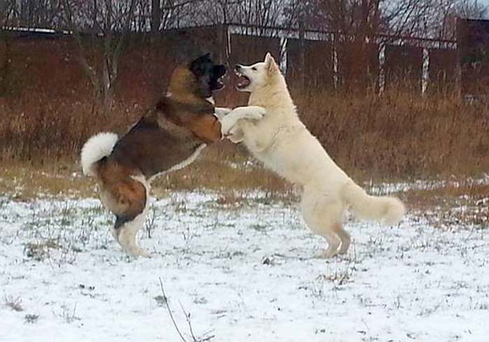 weisser Schferhund Argos von den Grenzgngern