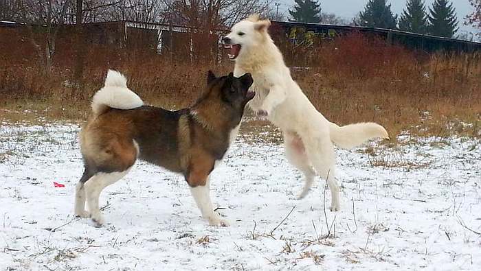 weisser Schferhund Argos von den Grenzgngern