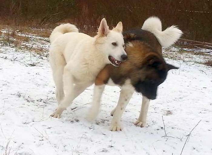 weisser Schäferhund Argos von den Grenzgängern
