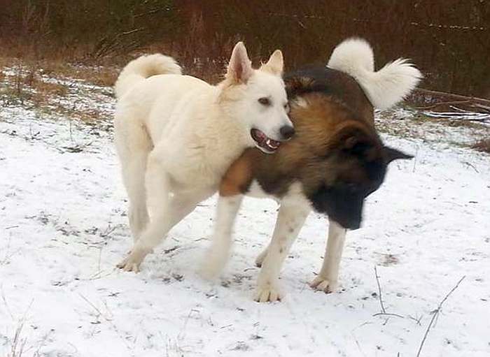 weisser Schferhund Argos von den Grenzgngern