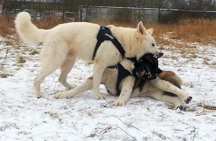 weisser Schferhund Argos von den Grenzgngern