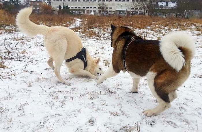 weisser Schäferhund Argos von den Grenzgängern