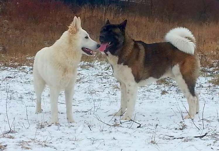 weisser Schferhund Argos von den Grenzgngern